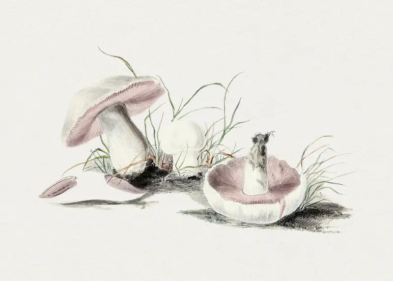 Hand Drawn Field Mushroom Illustrations